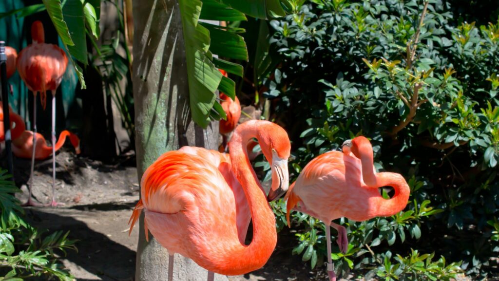 jungle adventures, a real florida animal park